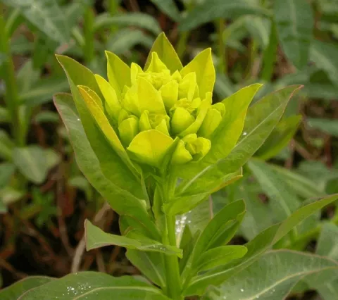 Euphorbia pal. 'Walenburg's Glorie'