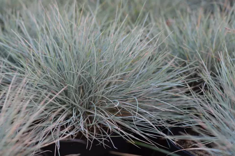 Festuca glauca 'Elijah Blue'