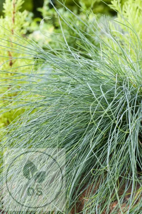 Festuca 'Festina'