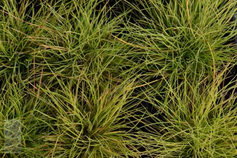 Festuca glauca 'Golden Toupée'