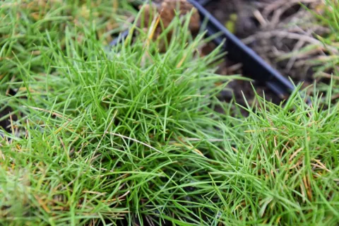 Festuca gautieri 'Pic Carlit'