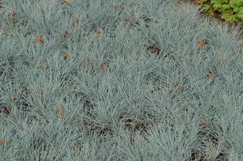 Festuca glauca 'Uchte'