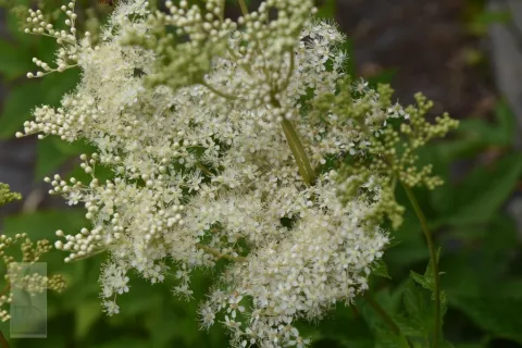 Filipendula ulmaria