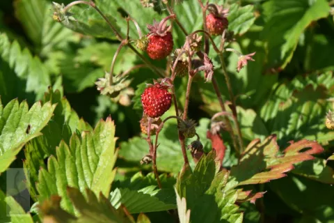 Fragaria vesca 'Alexandria'