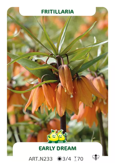 Fritillaria 'Early Dream'