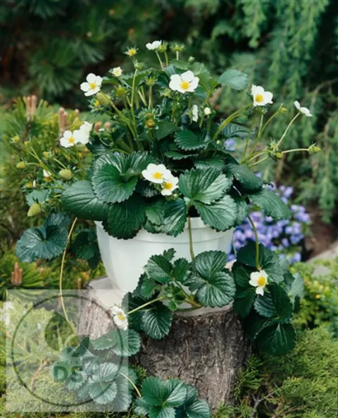 Fragaria ananassa 'Elan'