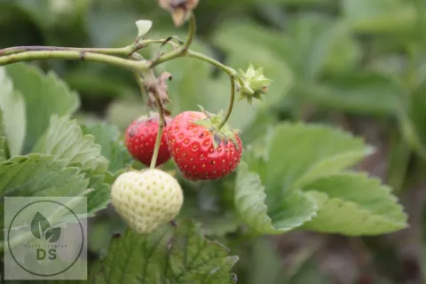 Fragaria ananassa 'Elsanta'