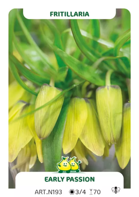 Fritillaria 'Early Passion'