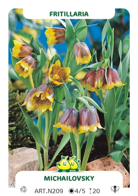 Fritillaria 'Michailovsky'