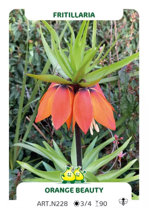 Fritillaria imper. 'Orange Beauty'
