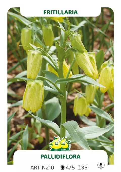 Fritillaria 'Pallidiflora'