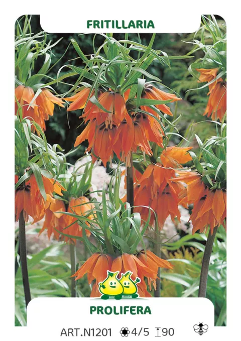 Fritillaria imper. 'Prolifera'