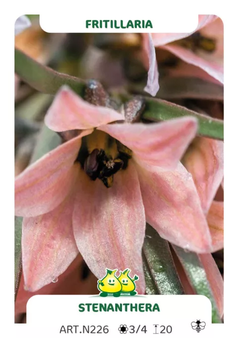 Fritillaria 'Stenanthera'