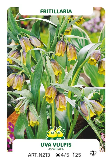 Fritillaria vulpis 'Uva'