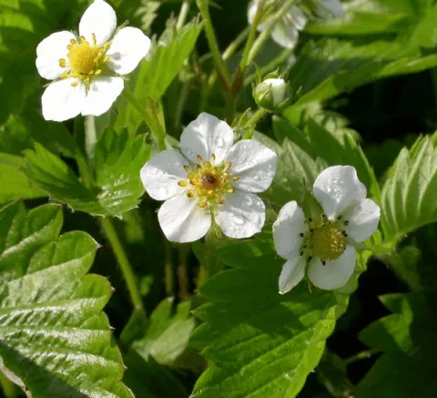 Fragaria vesca
