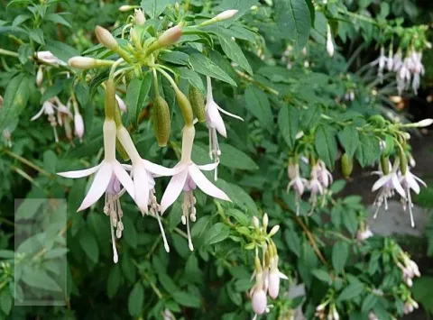 Fuchsia magellanica 'Alba' (var. molinae)