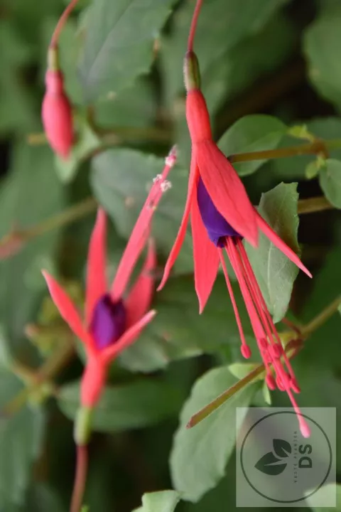 Fuchsia magellanica 'Gracilis'