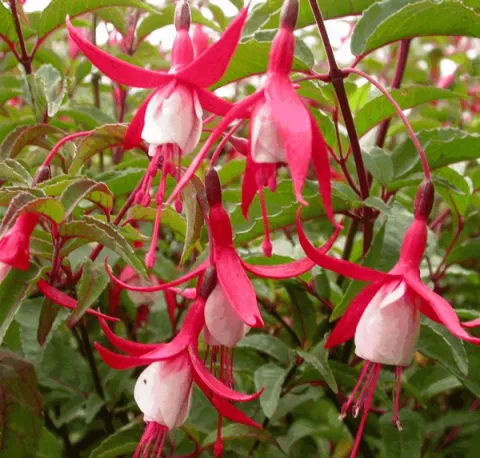 Fuchsia 'Madame Cornelissen'