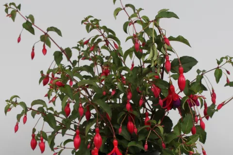 Fuchsia 'Mrs Popple'