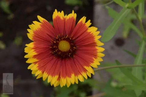 Gaillardia 'Bremen'