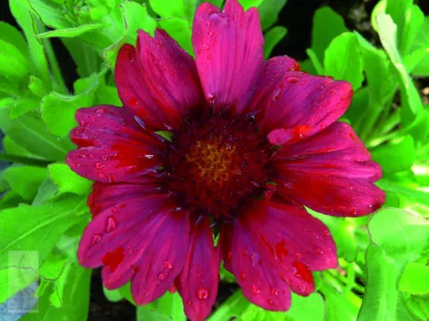 Gaillardia 'Burgunder'