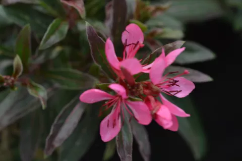 Gaura lindh. 'Crimson Butterfly'
