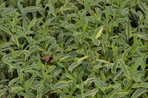 Gaura lindh. 'Corrie's Gold'