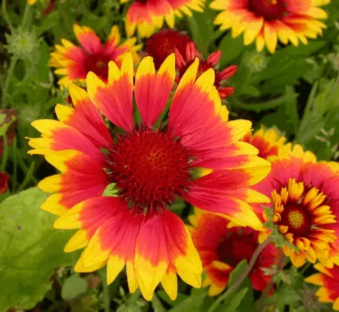 Gaillardia 'Kobold' ('Goblin')