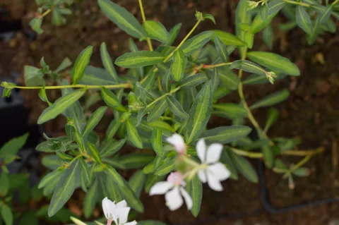 Gaura lindh. 'Madonna'