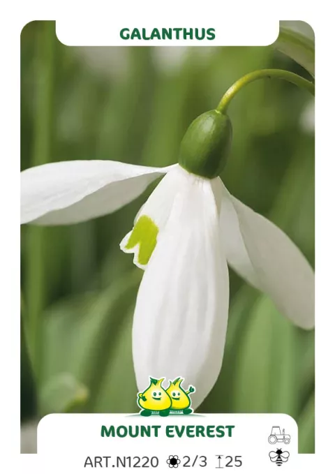 Galanthus 'Mount Everest'