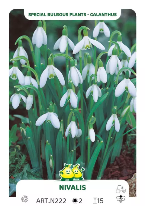 Galanthus nivalis