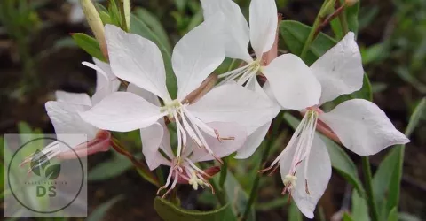 Gaura lindh. 'Short Form'