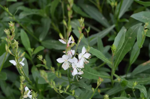 Gaura lindh. 'Snowstorm'