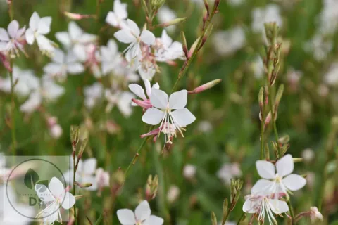 Gaura lindh. 'Snowstorm'