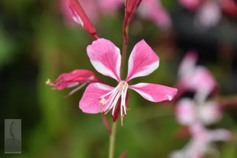 Gaura lindh. 'Siskiyou Pink'