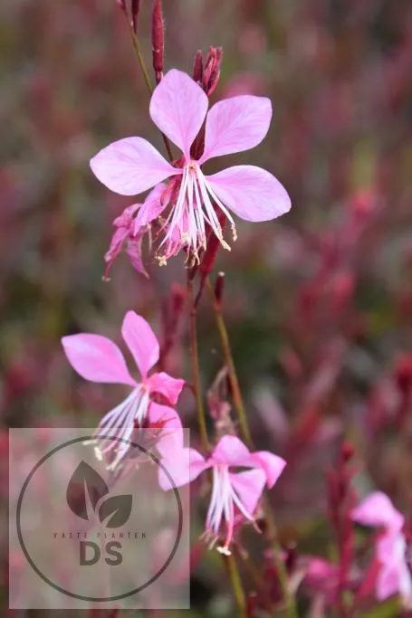 Gaura lindh. 'Tutti Frutti'