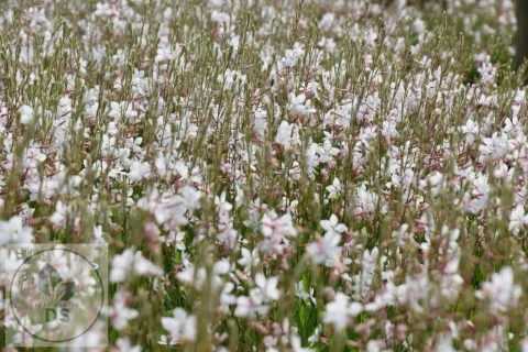 Gaura lindh. 'Whirling Butterflies'