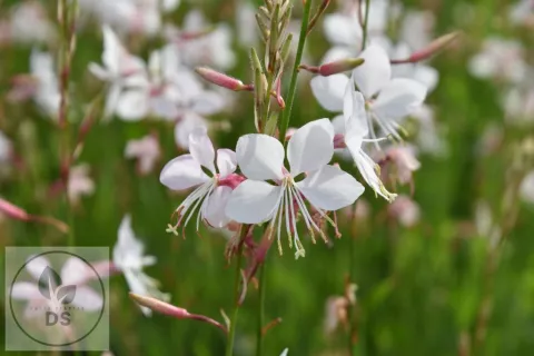 Gaura lindh. 'Whirling Butterflies'