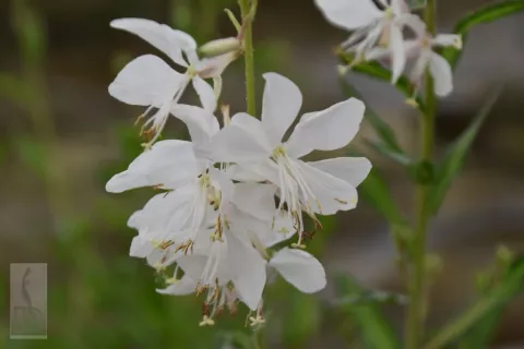 Gaura lindh. 'White Dove'