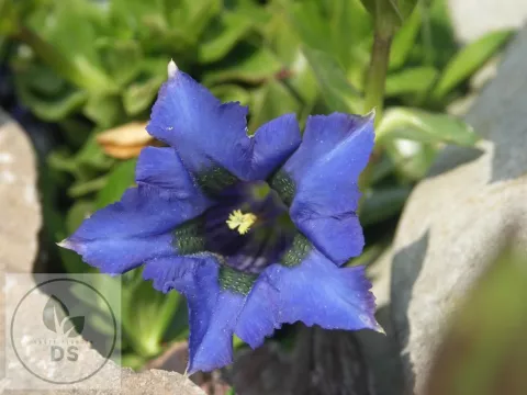 Gentiana acaulis