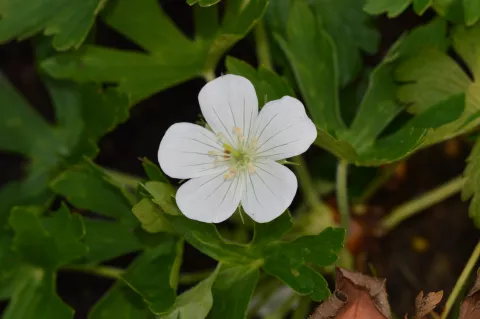 Geranium maculatum 'Album'