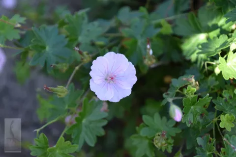 Geranium sang. 'Apfelblüte'