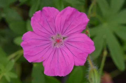 Geranium sang. 'Ankum's Pride'