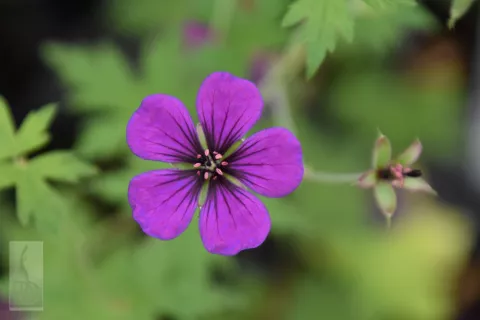 Geranium hybr. 'Anne Thomson'