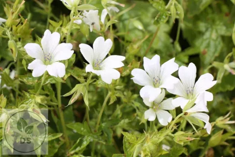 Geranium ox. 'Ankum White'