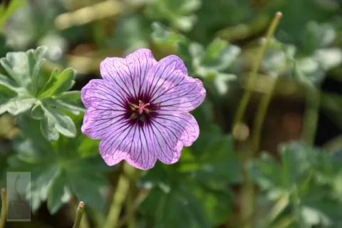 Geranium cinereum 'Ballerina'
