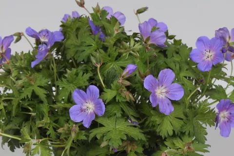 Geranium himalayense 'Baby Blue'