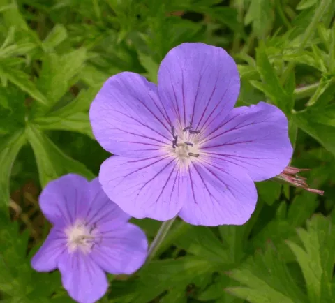 Geranium hybr. 'Brookside'