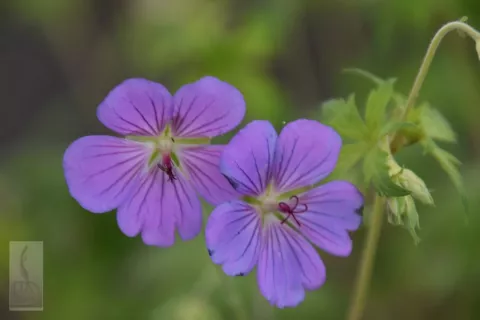 Geranium hybr. 'Blue Sunrise'