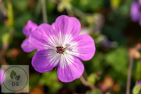 Geranium hybr. 'Bloom Time'